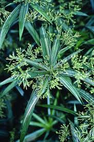 Image result for Cyperus costatus