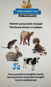 Signs and symptoms can range from none to mild (headaches, muscle pains, and fevers) to severe (bleeding in the lungs or meningitis). Jangkitan Kencing Tikus Taman Rekreasi Zoo Kemaman Facebook
