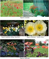 Image result for Lotononis stipulosa