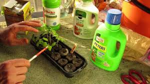 Tomato plants benefit from fertilizing at several key points of their life cycle. When To First Fertilize Your Tomato Seedlings With Liquid Fertilizer The Rusted Garden 2014 Youtube