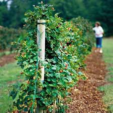 Pin On Homestead Inspiration