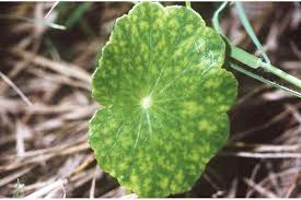 Image result for Hydrocotyle bonariensis
