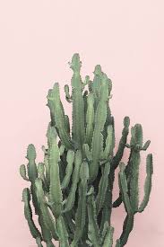 Love the kid store too!! see more of cactus flower boutique on facebook. Cactus Printpink Cactus Printdesert Printcactus Wall Etsy Cactus Art Print Cactus Print Cactus Art