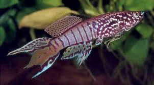 Image result for Raphidiocystis