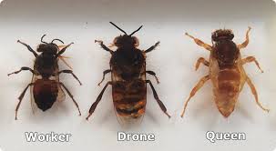 Our queens are guaranteed to arrive alive. Information On The Roles Of Queen Bees Drones And Worker Bees Mdbka