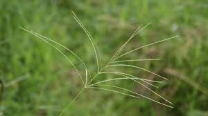 Image result for Digitaria debilis