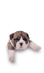 14102 red hill ave # 116. Southern California Animal Hospital Socal Vet Aah Socal