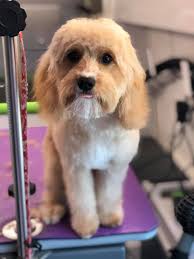 Zoom-N-Groom Mobile Grooming