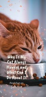 If your moggy is feeling hungrier than usual, the first thing to do is get him to the vet's office to rule out any nasty illnesses and get him treated for any ailments that could contributing to his increased appetite. Pin On Cat S Eating Habits Cat Food Can Cats Eat