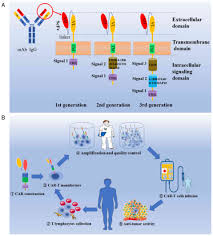 This protein is called a chimeric antigen receptor, or car. Car T Cell Therapy For Gastric Cancer Potential And Perspective Review