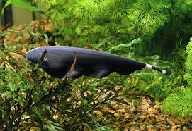 Sedangkan untuk budidaya, biasanya ikan air tawar ini di pelihara di kolam dengan. 31 Jenis Ikan Hias Air Tawar Paling Digemari Dan Cara Perawatannya