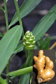 Image result for Zingiber