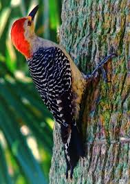 Big Birds With Red Heads Redheaded Woodpecker Wakodahatchee Wetlands Delray Beach Florida Wetland Woodpecker Delray Beach