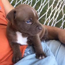 Favorite this post may 10. Pitbull For Sale Near Me Craigslist Online