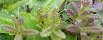 Image result for Rhinacanthus xerophilus