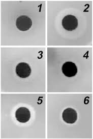 Image result for Schizozygia coffaeoides