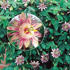 We did not find results for: Passion Flower Seeds Sow Easy Mckenzie Seeds