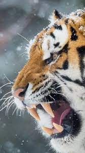 Download Wallpapers Tiger 4k Winter Wildlife Muzzle Predators Besthqwallpapers Com Animals Wild Animals Wild Cats