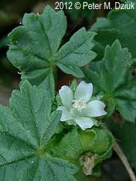 Image result for Malva