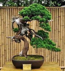 7 Creative And Inexpensive Useful Ideas Artificial Plants Arrangements Silk Artificial Grass Typ Bonsai Tree Types Artificial Plants Outdoor Artificial Plants