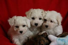 The coton de tuléar is a breed of small dog named for the city of tuléar (also known as toliara) in madagascar. Coton De Tulear Welpen Ab Sofort Zur Abgabe 416166