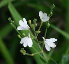 Image result for Rhinacanthus submontanus