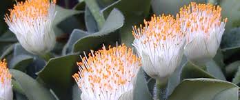 Image result for Scadoxus multiflorus