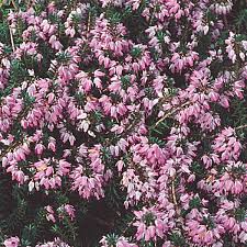 Needs an acid soil erica cinerea (bell heather): Heather Spring Heath Winter Heath Erica Carnea My Garden Life