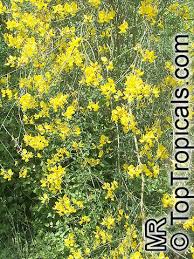 Image result for Aptosimum junceum