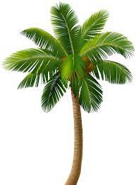 Palm Tree Png Clip Art Image Gallery Yopriceville High Quality Images And Transparent Png Free Clipart Palm Tree Clip Art Palm Tree Png Palm Tree Pictures