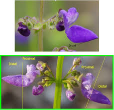 Image result for Coleus calycinus