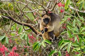 10 Daintree Rainforest Animals That Are Found Nowhere Else Rainforest Animals Daintree Rainforest Animals