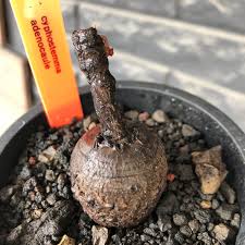 Image result for Cyphostemma adenocaule