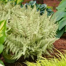 Image result for Athyrium newtonii