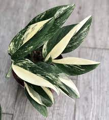 You can allow it to climb, leaves get about 6 but also does well as a trailing plant. Monstera Standleyana 1 Care Guide Make Standleyana Thrive