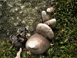 Image result for Xylaria polymorpha