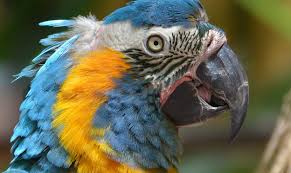 50 Endangered Species That Only Live In The Amazon Rainforest In 2020 Amazon Rainforest Endangered Species Endangered
