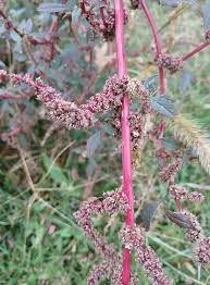 Image result for Amaranthus hybridus