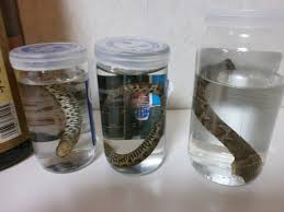 マムシ 酒 祟り