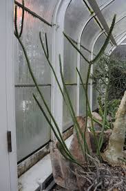 Image result for Euphorbia griseola