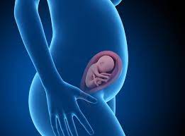 The development that is occurring at this stage may seem small and insignificant, but it is very important as your baby prepares for delivery. 25 Weeks Pregnant Symptoms Hormones Baby Development