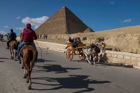 Camel __not good horse __what happen camel __my master was very angered person and always beaten me horse_ so why are you work on her home.replace their house and join new job. At Egypt S Tourism Gems Animal Abuse Is An Ugly Flaw The New York Times