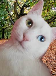 van kedisi kedi veterinerler