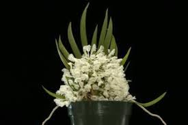 Image result for Podangis dactyloceras