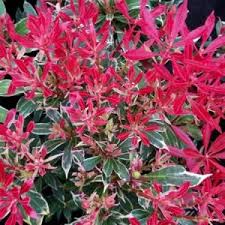 Image result for Pieris japonský debutante obrázek