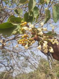 Image result for Cordia