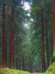 Forest Forest Only In Texas Favorite Places