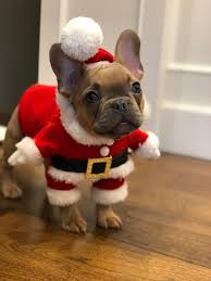 View profile view forum posts view articles senior member real name citty country united states location washington join date aug 2013 posts 3,791 Reddit Meet Bean My Brother Got A 10wk Old Frenchie Pup For Christmas Aww