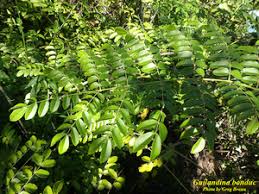 Image result for Guilandina bonduc