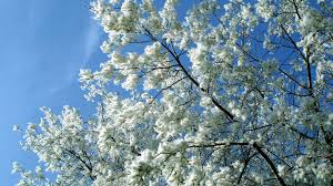 Large, showy clumps of white flowers that look like fuzzy clouds on the branches. White Poplar Populus Alba British Trees Woodland Trust